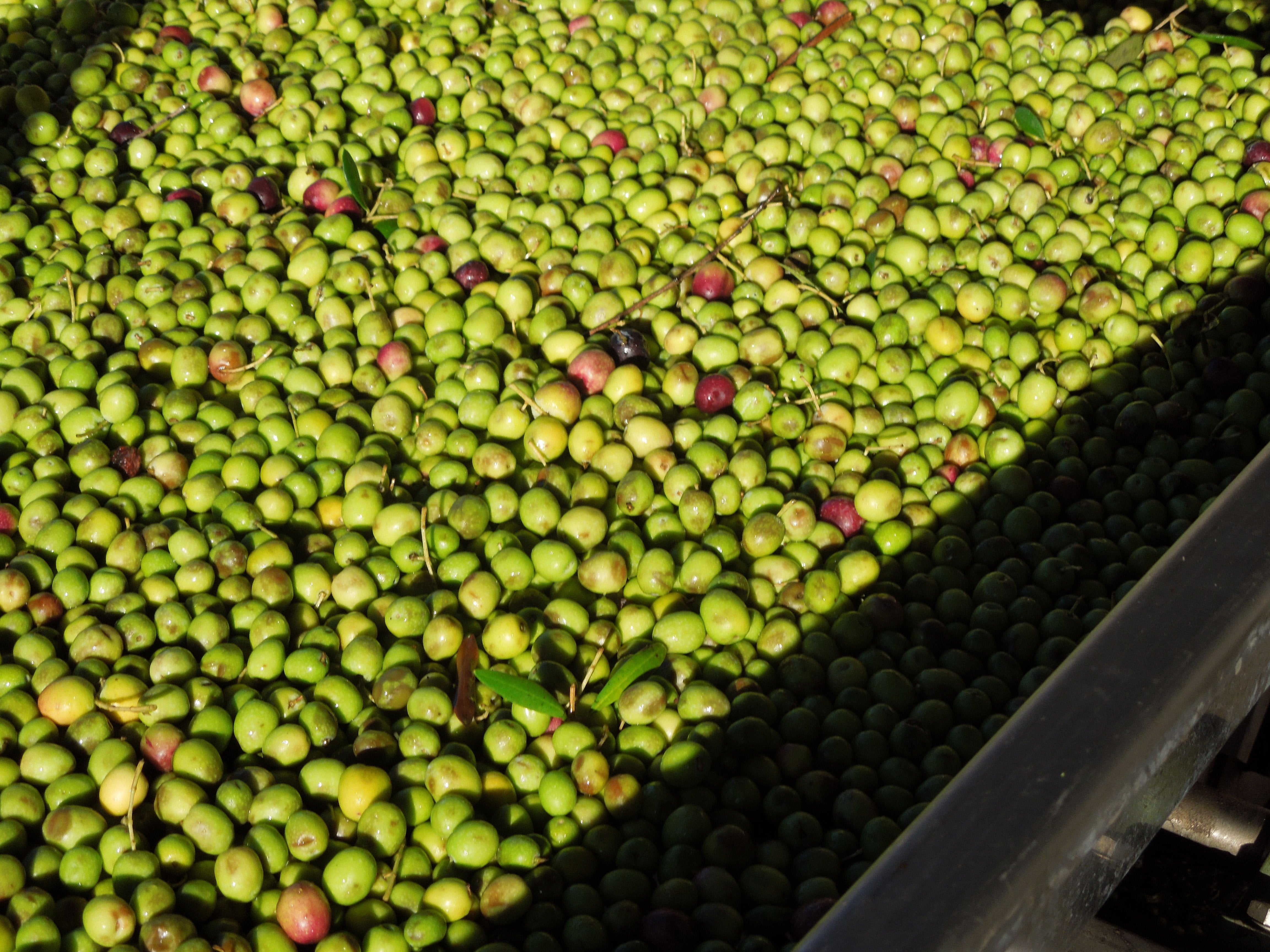 Olives making there way to be pressed