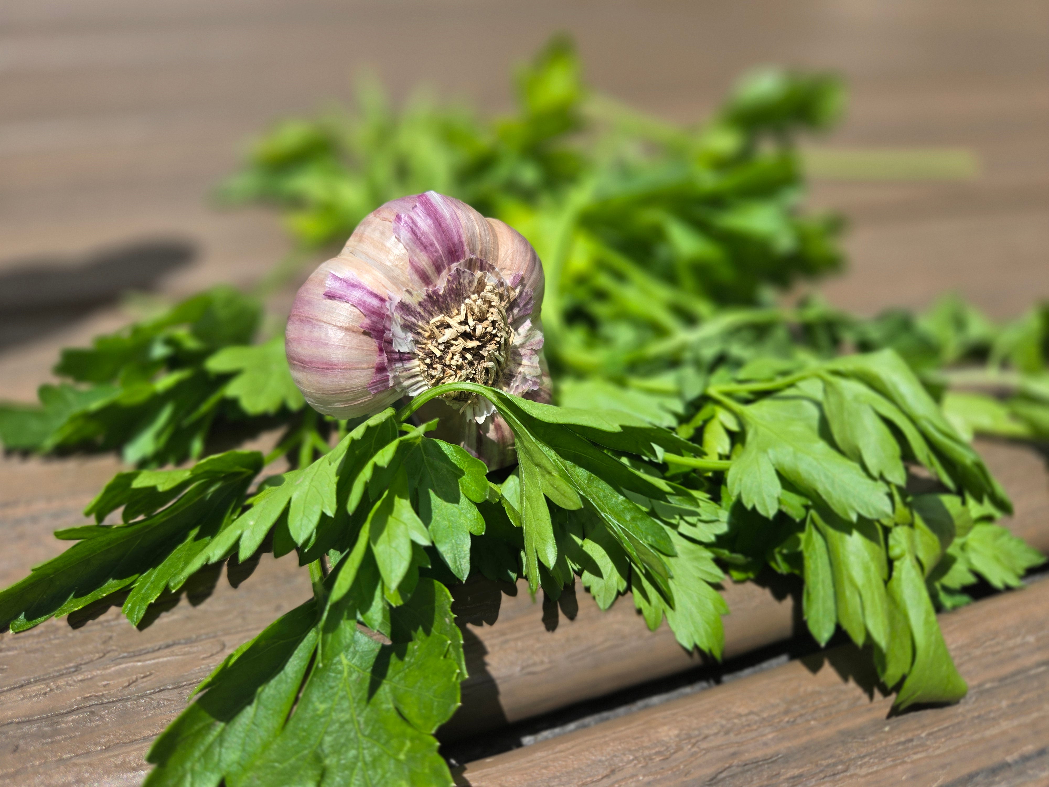 Garlic Cilantro White Balsamic Vinegar