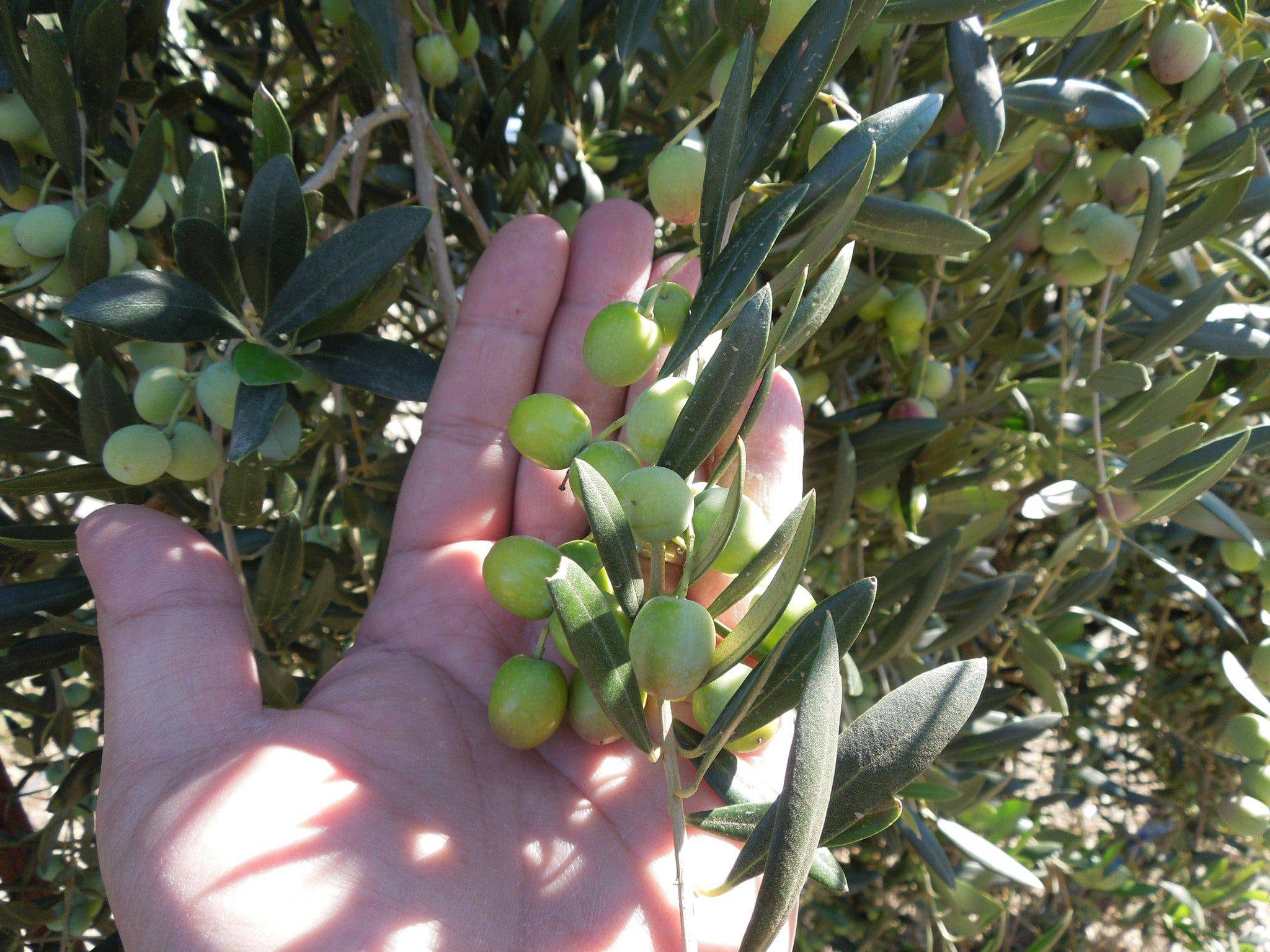 Arbequina Olives in my hand at groves in California