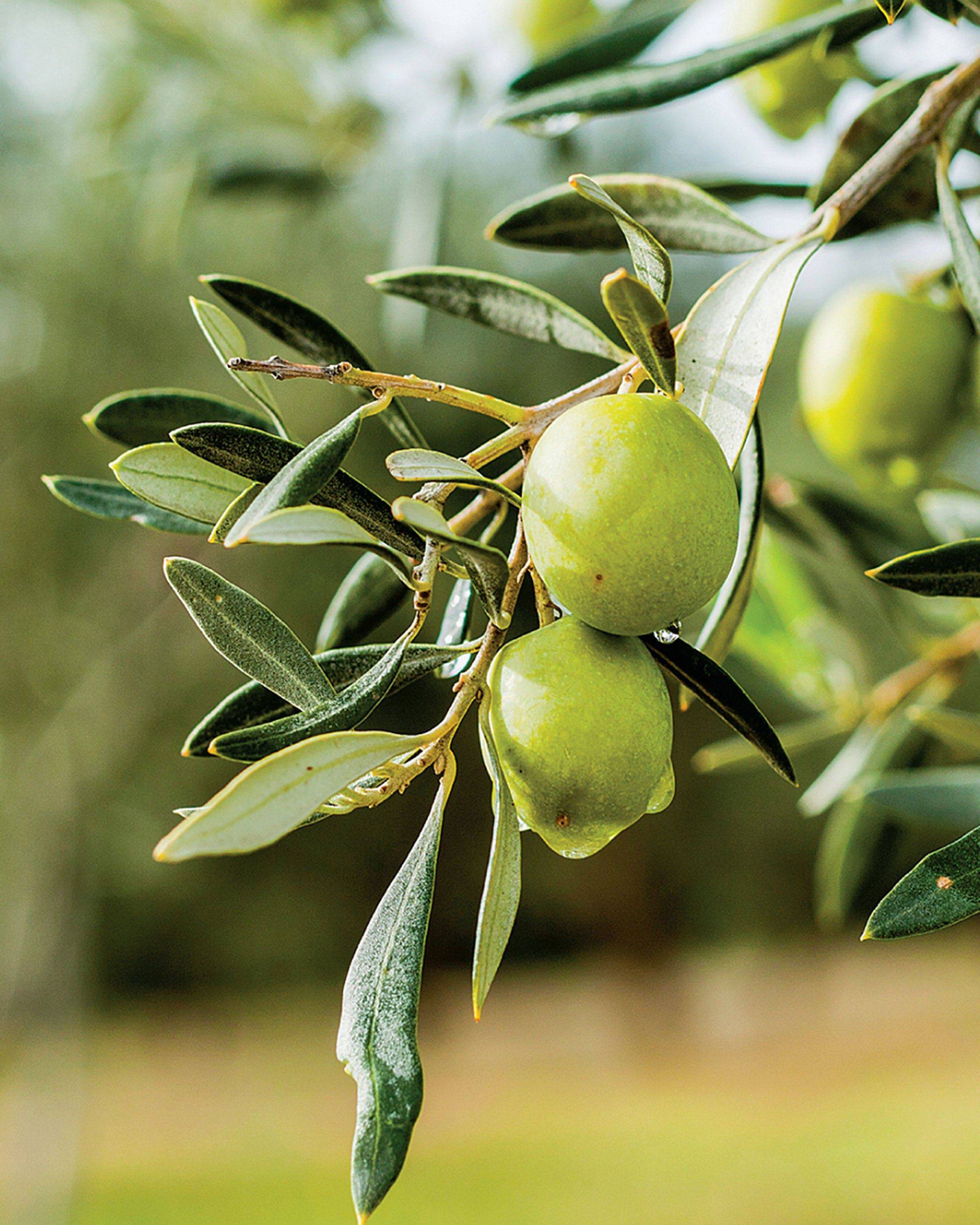 Organic Koroneiki Extra Virgin Olive Oil - Olive Oil Etcetera