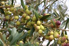 Arbequina Extra Virgin Olive Oil (unflavored) - Olive Oil Etcetera