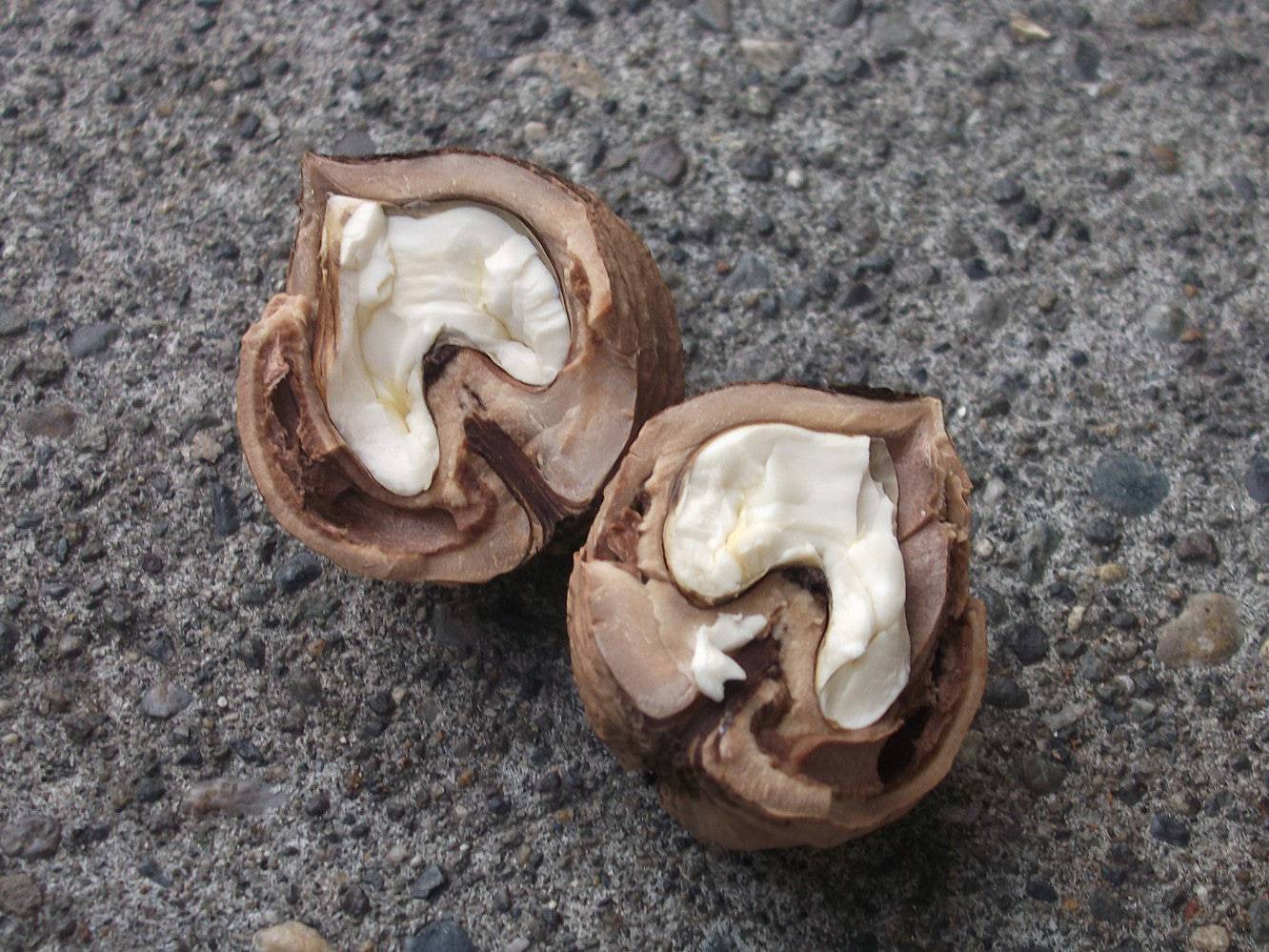 Black Walnut Balsamic Vinegar - Olive Oil Etcetera