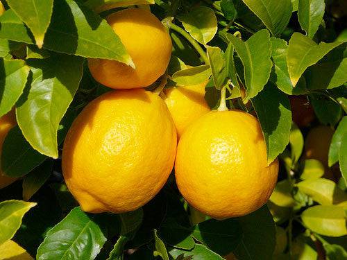 Meyer Lemon Olive Oil - Organic - Olive Oil Etcetera