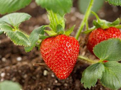 Strawberry Balsamic Vinegar - Olive Oil Etcetera