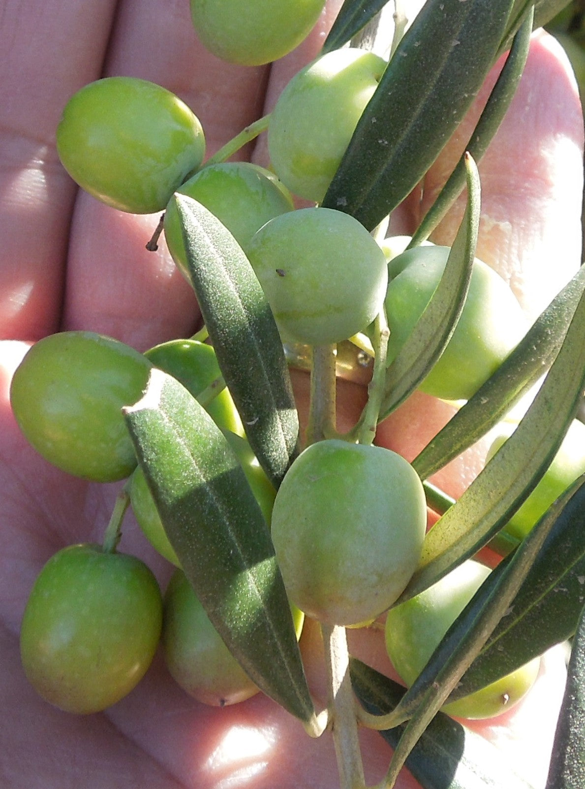 Arbequina Olives resting in my hand 